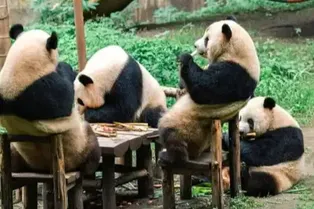 Chongqing Zoo