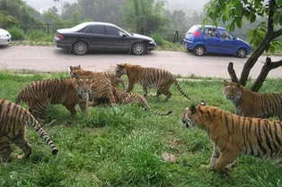 Chongqing Lehe Ledu Animal Theme Park