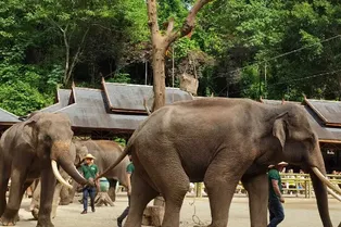 Wild Elephant Valley