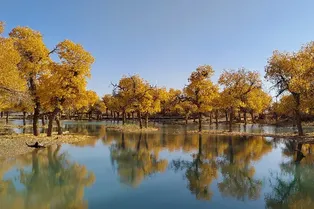 Alxa Populus Euphratica Forest - Inner Mongolia Tourist Attraction