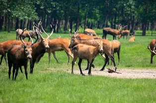 China Milu Park - Jiangsu Tourist Attraction