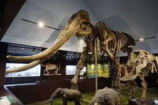 Xixia Dinosaur Relics Park in Nanyang - Henan Tourist Attraction