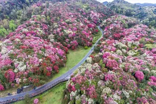 Baili Rhododendron Scenic Area in Bijie - Guizhou Tourist Attraction