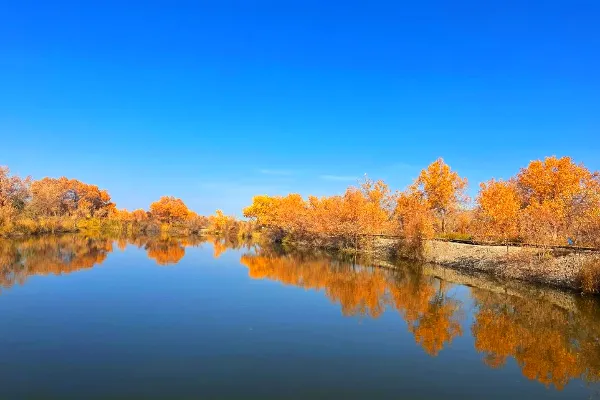 Jinhu Populus Euphratica National Forest Park - Xinjiang Tourist Attraction