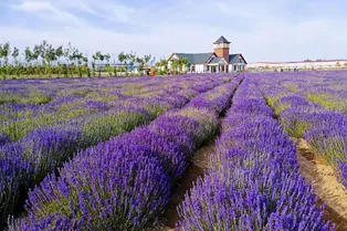 Princess Jieyou Lavender Garden - Xinjiang Tourist Attraction