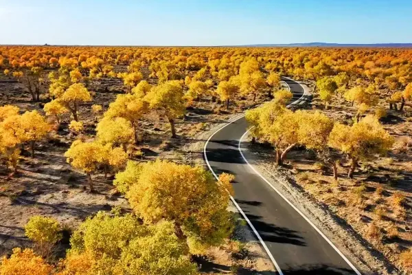 Yiwu Populus Euphratica Forest Ecological Scenic Area - Xinjiang Tourist Attraction