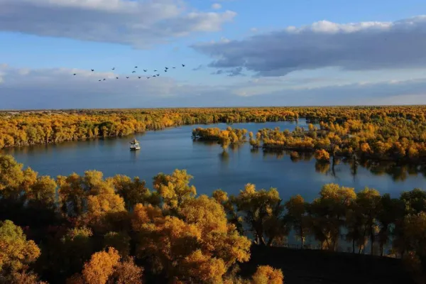 Tarim Populus Euphratica Forest Park - Xinjiang Tourist Attraction
