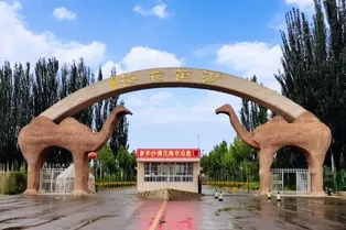 Xinhe Desert Flower Sea Scenic Area - Xinjiang Tourist Attraction