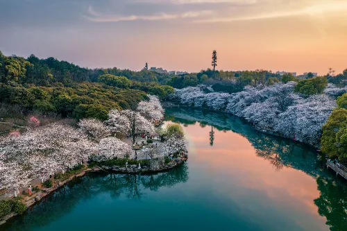 Cherry Blossom Garden