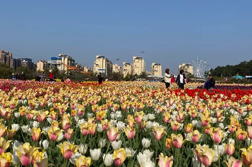 Tulip Garden
