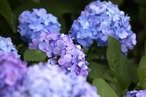 Hydrangea Garden