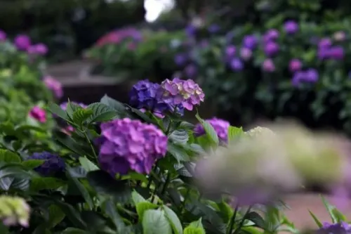 Hydrangea Garden