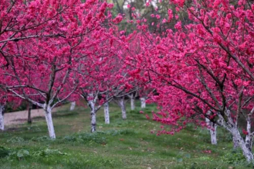 Peach Blossom Garden