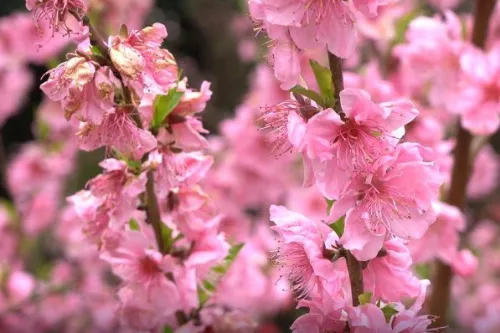 Peach Blossom Garden