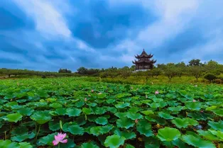 Shanghai Bay National Forest Park